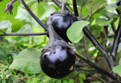 歡迎訪問湖北兆至農(nóng)業(yè)投資集團(tuán)股份有限公司！